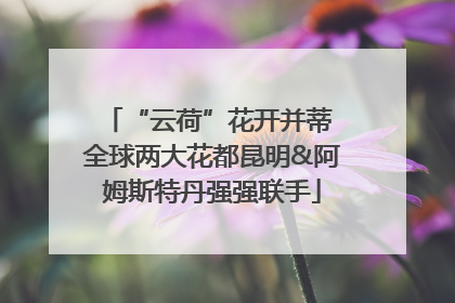 “云荷”花开并蒂 全球两大花都昆明&阿姆斯特丹强强联手