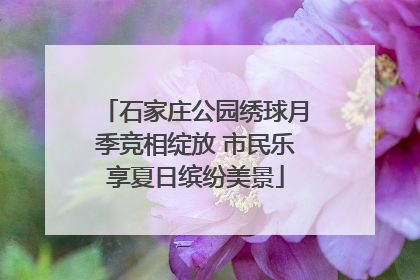 石家庄公园绣球月季竞相绽放 市民乐享夏日缤纷美景