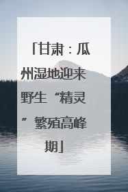 甘肃：瓜州湿地迎来野生“精灵”繁殖高峰期