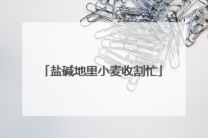 盐碱地里小麦收割忙