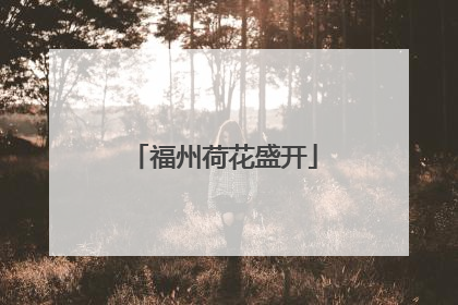 福州荷花盛开