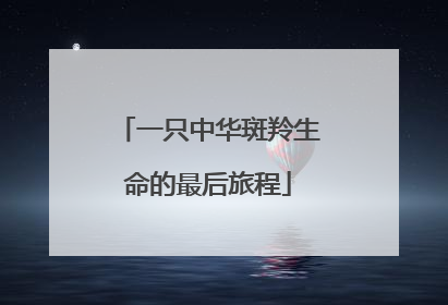 一只中华斑羚生命的最后旅程