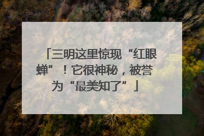 三明这里惊现“红眼蝉”！它很神秘，被誉为“最美知了”