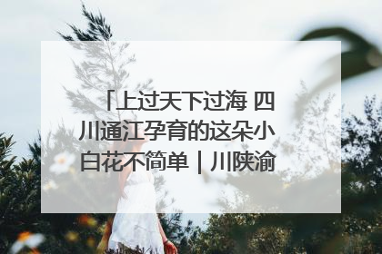 上过天下过海 四川通江孕育的这朵小白花不简单｜川陕渝网络名人巴中行