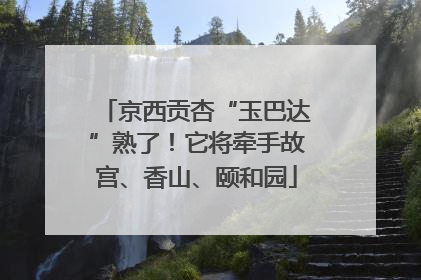 京西贡杏“玉巴达”熟了！它将牵手故宫、香山、颐和园