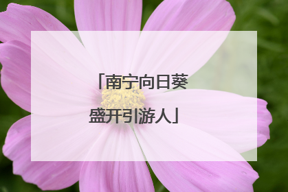 南宁向日葵盛开引游人