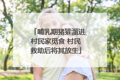哺乳期猪獾溜进村民家觅食 村民救助后将其放生