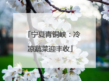 宁夏青铜峡：冷凉蔬菜迎丰收