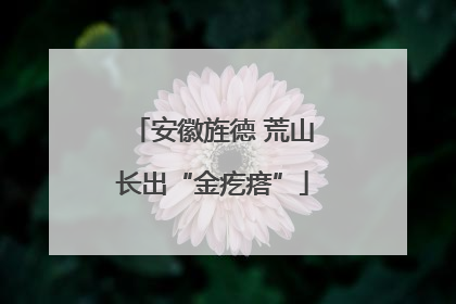 安徽旌德 荒山长出“金疙瘩”