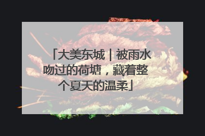大美东城｜被雨水吻过的荷塘，藏着整个夏天的温柔