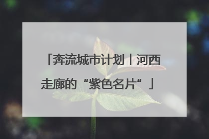 奔流城市计划丨河西走廊的“紫色名片”