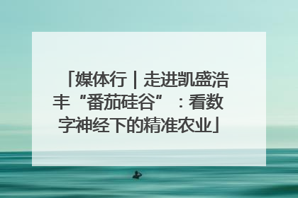 媒体行｜走进凯盛浩丰“番茄硅谷”：看数字神经下的精准农业