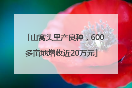 山窝头里产良种，600多亩地增收近20万元