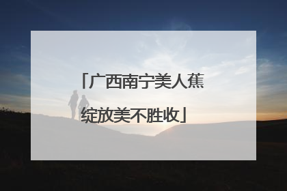 广西南宁美人蕉绽放美不胜收