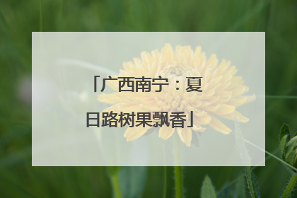 广西南宁：夏日路树果飘香