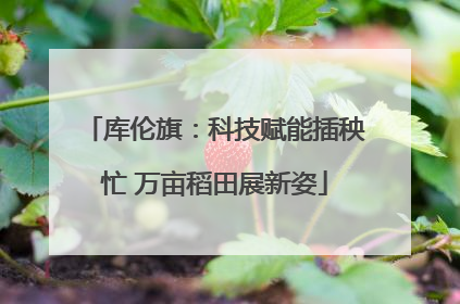 库伦旗：科技赋能插秧忙 万亩稻田展新姿