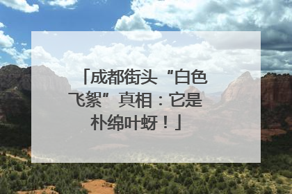 成都街头“白色飞絮”真相：它是朴绵叶蚜！