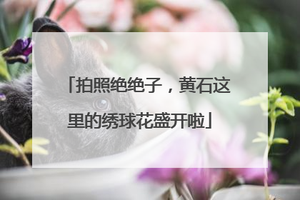 拍照绝绝子，黄石这里的绣球花盛开啦