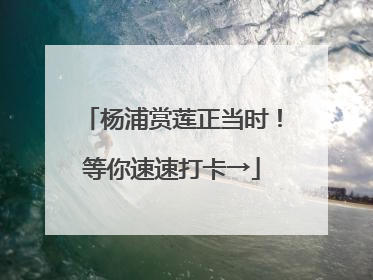杨浦赏莲正当时！等你速速打卡→