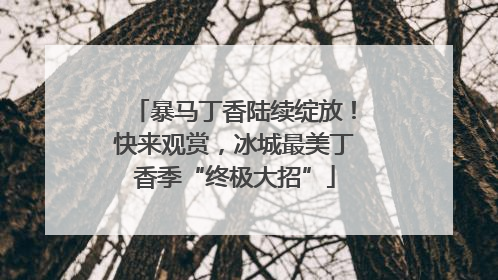 暴马丁香陆续绽放！快来观赏，冰城最美丁香季“终极大招”