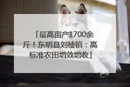 最高亩产1700余斤！东明县刘楼镇：高标准农田增效增收
