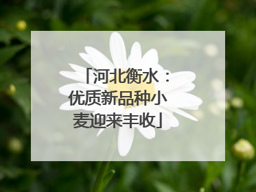 河北衡水：优质新品种小麦迎来丰收