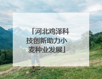 河北鸡泽科技创新助力小麦种业发展
