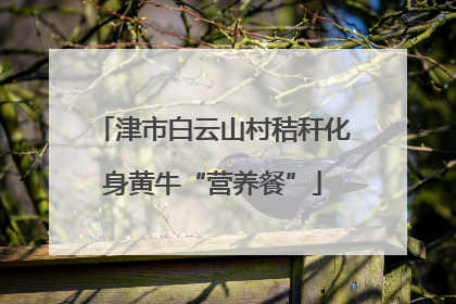 津市白云山村秸秆化身黄牛“营养餐”