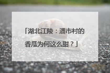 湖北江陵：潘市村的香瓜为何这么甜？