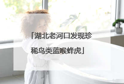 湖北老河口发现珍稀鸟类蓝喉蜂虎