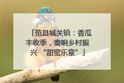 范县城关镇：香瓜丰收季，奏响乡村振兴 “甜蜜乐章”