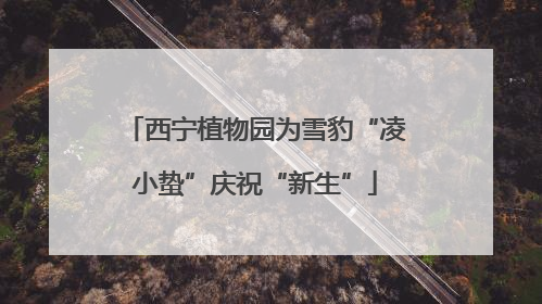西宁植物园为雪豹“凌小蛰”庆祝“新生”