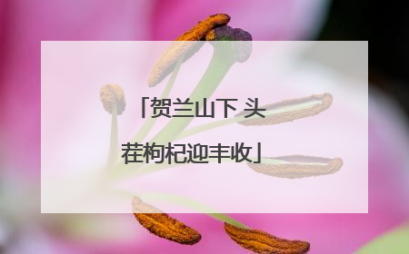 贺兰山下 头茬枸杞迎丰收