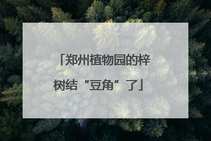 郑州植物园的梓树结“豆角”了